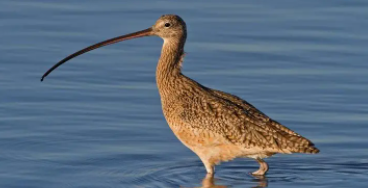 嘴又细又尖的小型鸟（乡下常见的长嘴鸟）