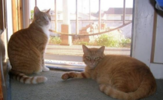 三条腿的猫咪（只有两条腿的猫）