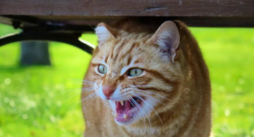 猫咪中毒的表现症状（猫咪应激反应症状）