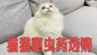 猫咪驱虫药的注意事项（猫咪内驱多久一次好）