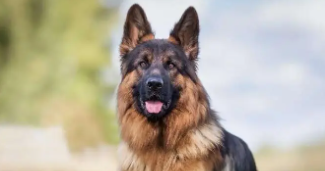 德国牧羊犬价格表（德国牧羊犬纯种报价）