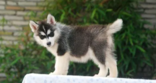 哈士奇刚买回来怎么养（刚买的哈士奇要注意什么）