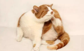 小猫脑袋不由自主晃动（小猫四肢无力走路摇晃）