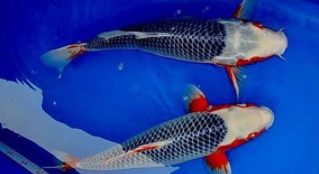 秋翠锦鲤什么时候出状态（秋翠锦鲤属于什么档次）