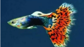 孔雀鱼品种特点介绍（孔雀鱼三大人气品种）