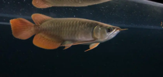 大湖红龙和辣椒红龙哪个好（印尼纯血红龙与辣椒红龙区别）