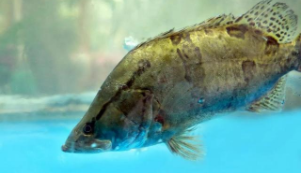 桂鱼属于无鳞鱼吗（鳜鱼属于有鳞鱼吗）