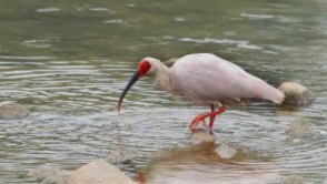 十大名贵鸟最漂亮的鸟（中国十大观赏鸟）