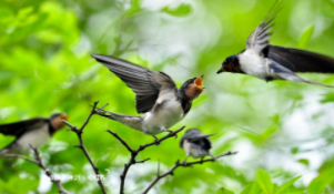 雨燕的寓意和象征（燕子精神品质象征意义）
