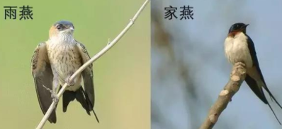 雨燕与家燕的区别（雨燕怎么繁殖后代）