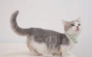 猫咪尾巴像什么比喻句（猫的尾巴像什么）