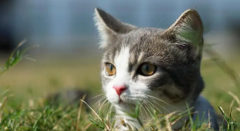 猫咪能不能喝甜的（日本甜猫咪）