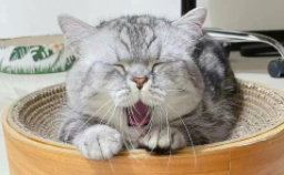 猫咪摇头的原因（猫咪拉稀怎么办）