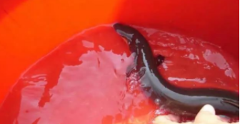 像鳗鱼又像蛇有牙的鱼（海里红色的像蛇一样的鱼）