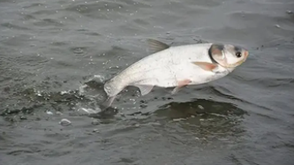 白鲢鱼属于什么鱼（白鲢鱼的生长环境）