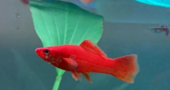 红箭鱼白毛病最简单治疗（红箭尾巴发白能自愈）