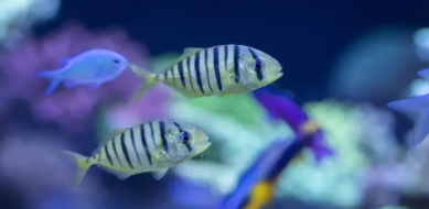 适合懒人养的鱼（十大最好养小型观赏鱼）