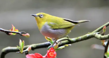 鸟的发育过程按顺序（鸟的生殖经过了哪三个阶段）