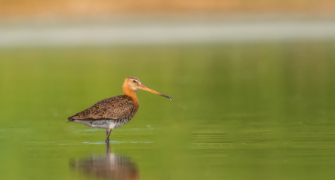 中国常见鹬鸟（鹬鸟介绍）