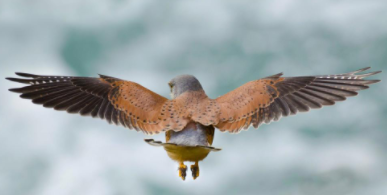 鸟类的飞行原理是什么（鸟翅膀飞行原理说明）