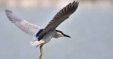 鸟的进化史简介（小鸟的变化过程怎么写）