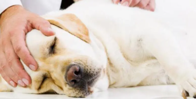 狗的汗腺属于什么组织（狗是用什么部位排汗）