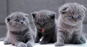 猫的起源和种类（猫的资料卡）