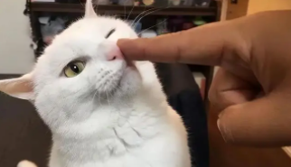 猫对主人的记忆有多久?（打一次猫多久会原谅你）