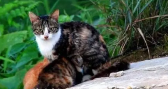 什么东西是猫的克星（防止野猫进院子的神器）