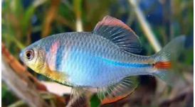 30种常见热带观赏鱼的名子（常见热带观赏鱼的品种识别）