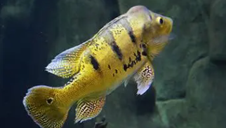 鱼类大全识鱼淡水鱼（鱼类大全常见）