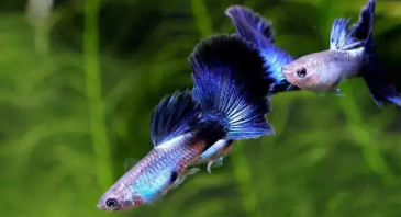 淡水观赏鱼种类大全（淡水观赏鱼种类大全大型）