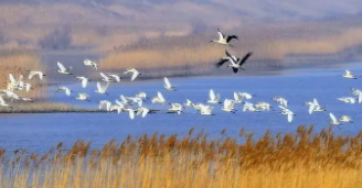 各种各样的鸟怎么过冬（不迁徙的鸟类是如何过冬的）