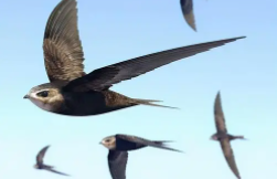 鸟适于飞行三个外部特征（鸟的基本飞行方式）