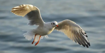 鸟的哪些特点与飞行有关（鸟类适应飞行生活的特点）