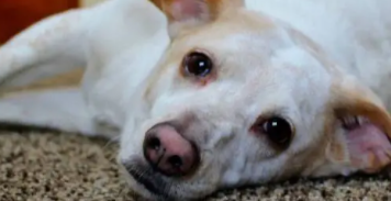 狗狗吐白沫不进食没精神会死吗（狗狗吐白沫会自愈吗）