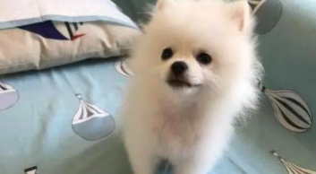 博美一生认几个主人（养博美的十大好处）