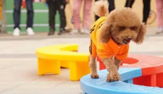 宠物训练项目（宠物比赛有哪些项目）