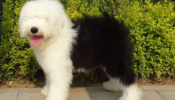 古牧幼犬多少钱一只（古牧小型犬资料）