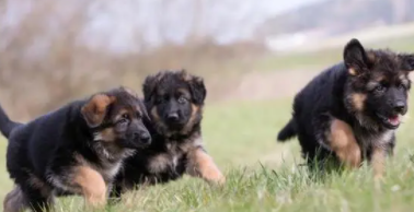 德国牧羊犬小狗多少钱（德国牧羊犬大狗多少钱一只）