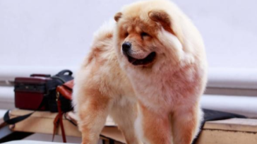 松狮价格是多少一只（松狮宠物狗多少钱一只）