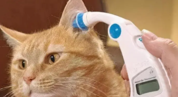 猫咪发烧摸哪个部位最明显（宠物猫发烧的症状）