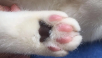 猫的肉垫有什么特点和功能（猫的脚上有什么特点）