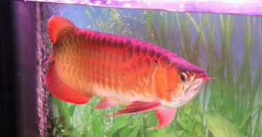 高档鱼类有哪些（珍贵鱼类有什么）