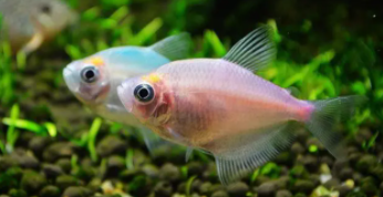 适合懒人养的鱼淡水好养（最好养的鱼有水就能活）