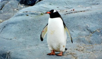 世界上最不怕冷的鸟类排名（最不怕冷的鸟）