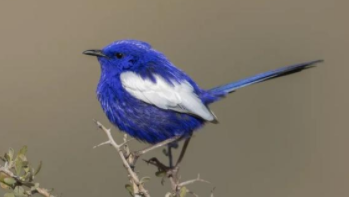 鸟类的特有的特征（各种鸟类的特征有哪些）