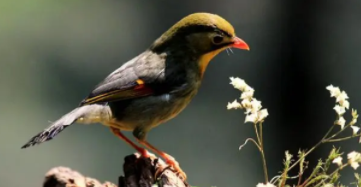 鸟的足有什么特点（鸟类的主要特征3个）