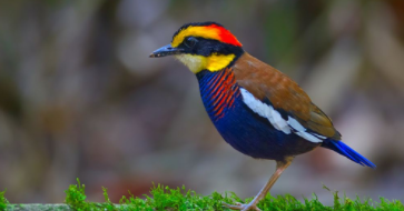 简述鸟类的起源（鸟类小知识百科）