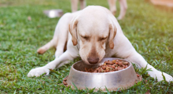 狗吃东西很急怎么改善（狗狗吃东西太快怎么办）